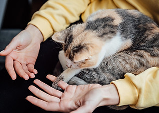 comportementaliste chats geneve