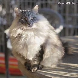 comportementaliste chats geneve