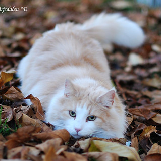 Biorésonance Animaux Genève