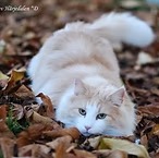 comportementaliste chats geneve